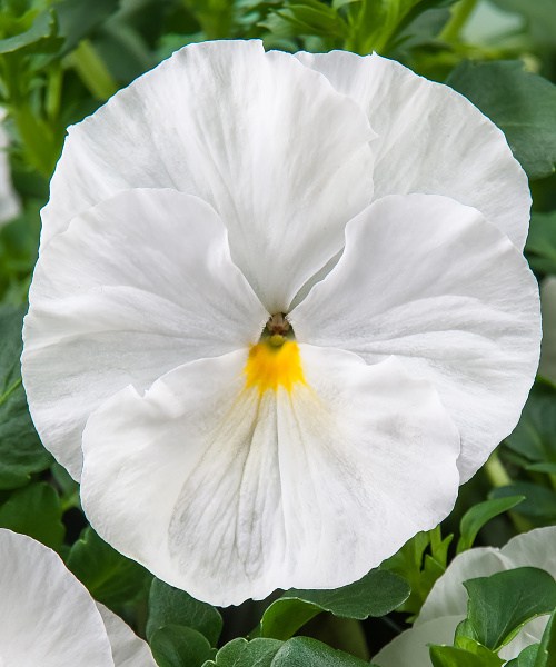 546.01 Pansy F1 XL-Xtrada_Pure White v160